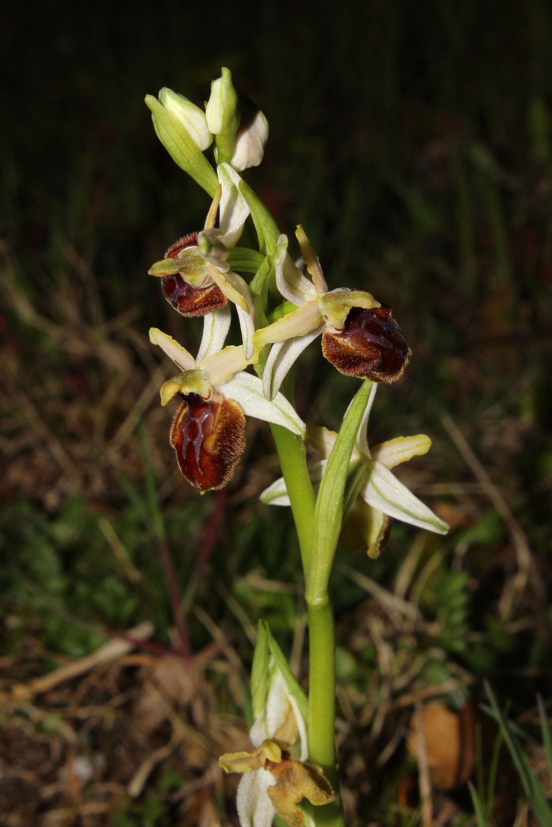 Ophrys arachnitiformis a confronto